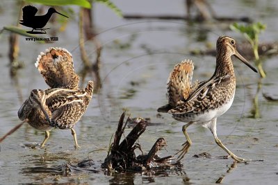 _MG_0949 Wilson's Snipe.jpg