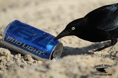 _MG_7916 Great-tailed Grackle.jpg