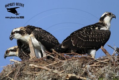 Osprey - Nests with 3 Fledglings