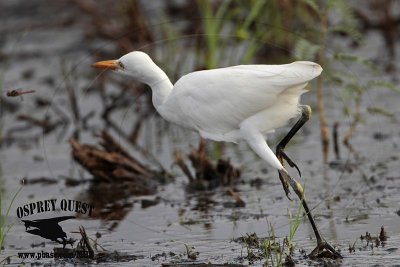 _MG_1147 Cattle Egret.jpg