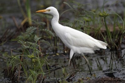 _MG_1162 Cattle Egret.jpg