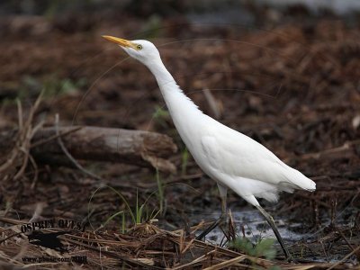 _MG_1191 Cattle Egret.jpg