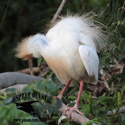 Cattle Egret - Breeding plumage - Cobalt blue skin of head and neck