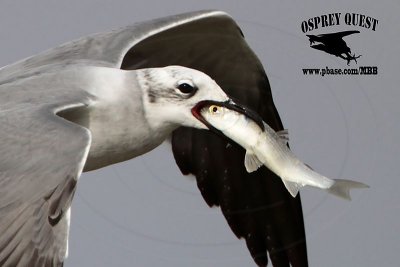 Laughing Gull on wing trying to swallow mullet
