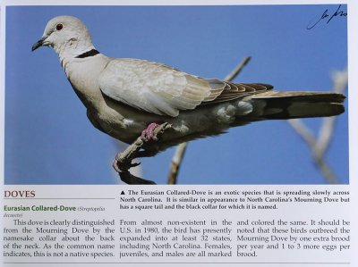 NC-Eurasian Collared-Dove.jpg