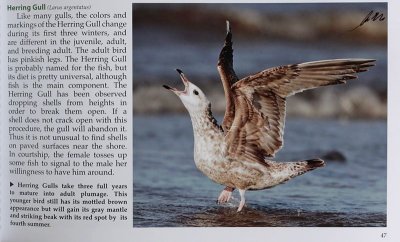 NC-Herring Gull.jpg