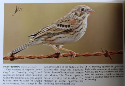 NC-Vesper Sparrow.jpg