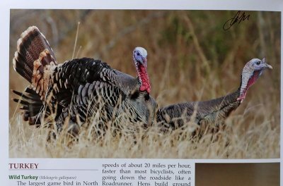 NC-Wild Turkey.jpg