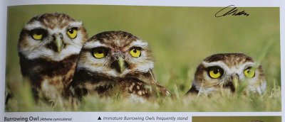 TX-Burrowing Owl.jpg