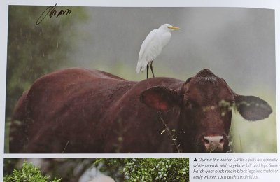 TX-Cattle Egret.jpg