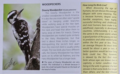 TX-Downy Woodpecker.jpg
