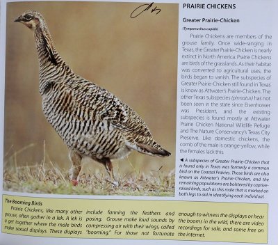 TX-Greater Prairie-Chicken.jpg