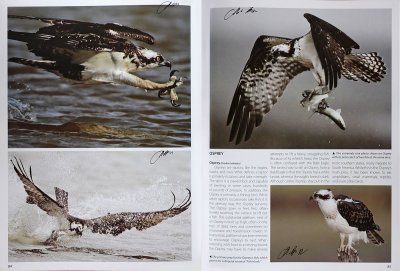 2012 Books with my photographs - The Illustrated Birds of Texas