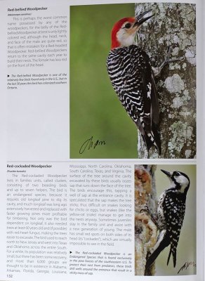TX-Red-bellied & Red-cockaded Woodpecker.jpg