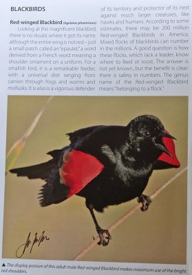 TX-Red-winged Blackbird.jpg