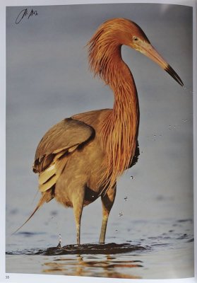 TX-Reddish Egret.jpg