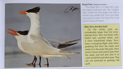 TX-Royal Tern.jpg