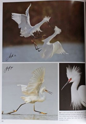 TX-Snowy Egret.jpg