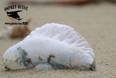 _MG_5799 Portuguese man-of-war.jpg