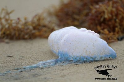 _MG_5894 Portuguese man-of-war.jpg