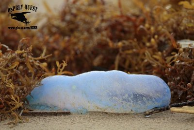 _MG_5925 Portuguese man-of-war.jpg