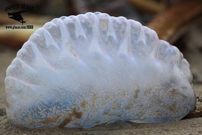 _MG_6327 Portuguese man-of-war.jpg