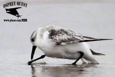 _MG_8736 Sanderling.jpg