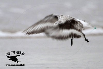 _MG_8740 Sanderling.jpg