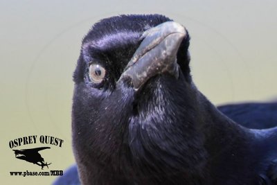 _MG_2281crop Boat-tailed Grackle.jpg