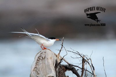 _MG_7790 Forster's Tern.jpg