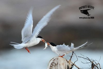 Forster’s Tern - courtship feeding - March 28, 2012