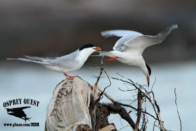 _MG_7889 Forster's Tern.jpg