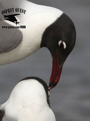 Laughing Gull pecks his mate’s eyelid before copulation; There is no pleasure without pain