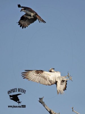 _MG_2020 Osprey.jpg