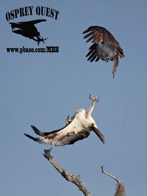 Osprey – Intraspecific Interactions:  defensive mid-air flick with outstretched talons