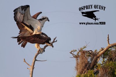 _MG_1928 Osprey.jpg