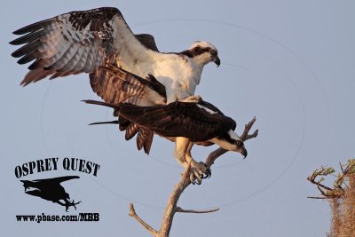 Osprey - copulation (cloacal kiss) - on perch