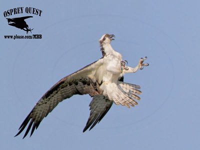 _MG_6785 Osprey.jpg