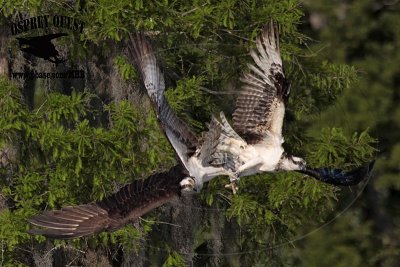 _MG_2255 Osprey.jpg