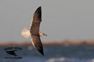 _MG_1100 Lesser Black-backed Gull#1 3cy Mar4.jpg