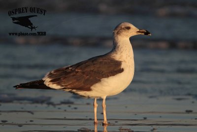 _MG_1280 Lesser Black-backed Gull#1 3cy Mar4.jpg