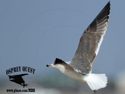 _MG_2759 Lesser Black-backed Gull#1 3cy Feb5.jpg