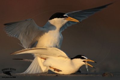 Least Tern - The Brute and Female Ecstasy