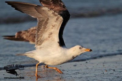 _MG_3982 Lesser Black-backed Gull 3cyApr21.jpg