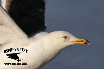 _MG_4240crop Lesser Black-backed Gull#1 3cyApr21.jpg