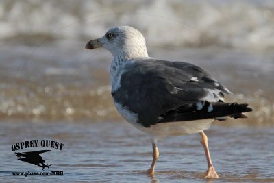 _MG_1948 Lesser Black-backed Gull 3cy? Oct29.jpg