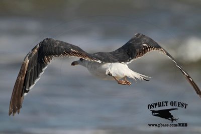 _MG_1954 Lesser Black-backed Gull 3cy? Oct29.jpg