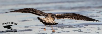 _MG_2793 Lesser Black-backed Gull 1cy Oct29.jpg