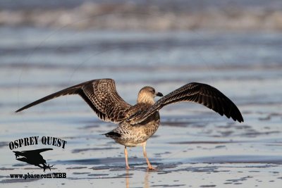 _MG_2804 Lesser Black-backed Gull 1cy Oct29.jpg