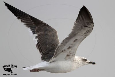 _MG_7617 Lesser Black-backed Gull#1 3cy Jan22.jpg